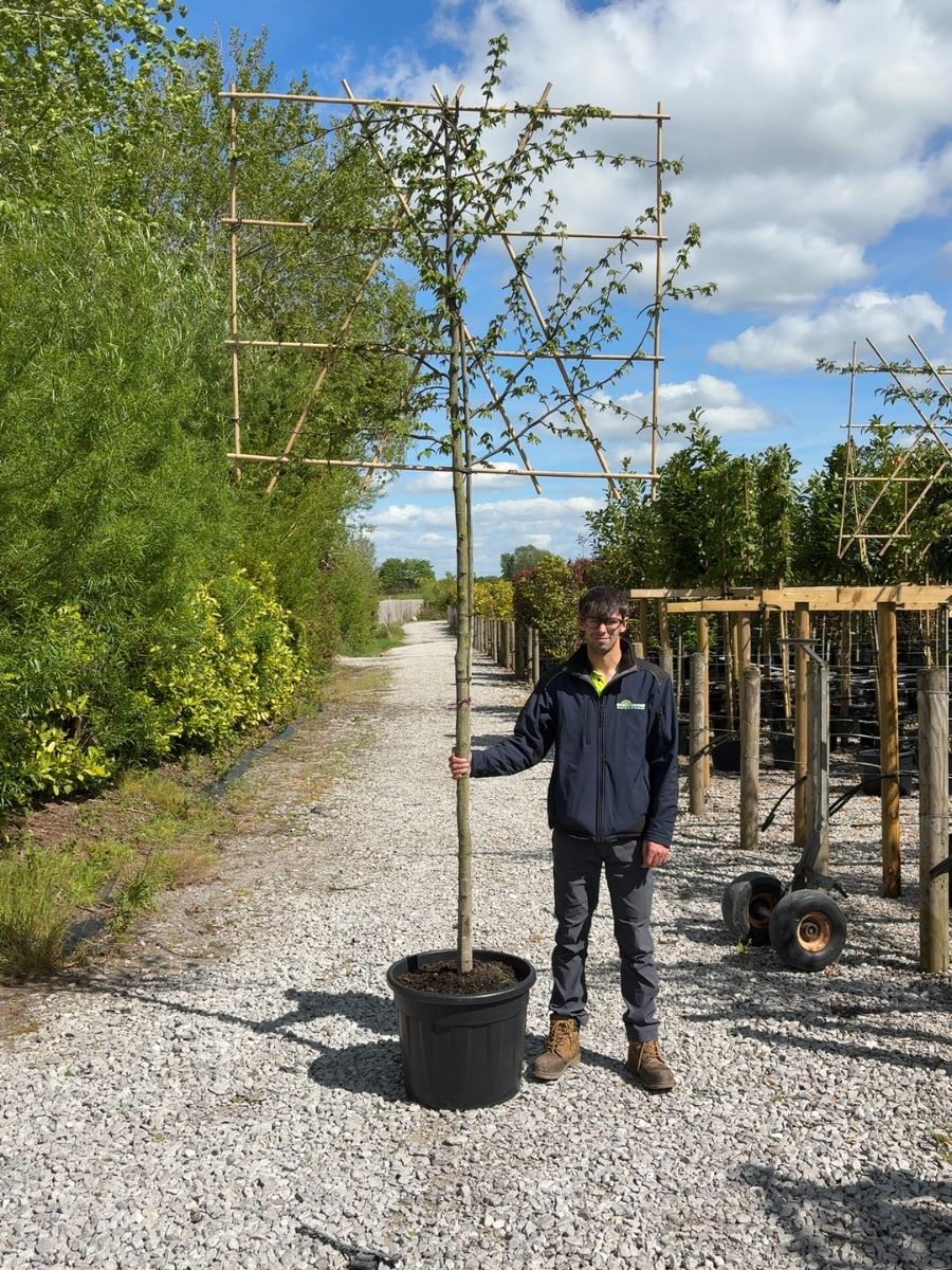 Carpinus B. Pleached 10/12cm G, 180cm St, 120cm T x 150cm