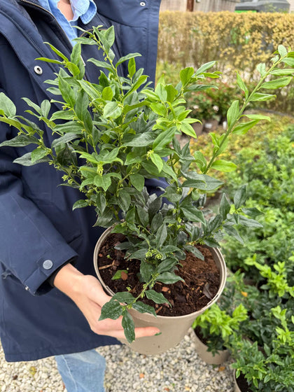 Sarcococca Confusa 5 Litre Pot