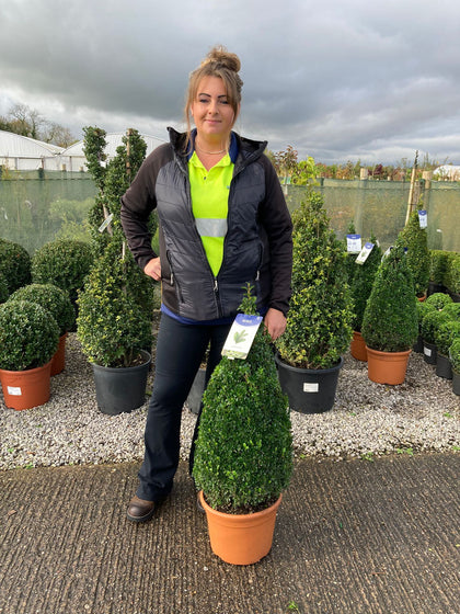 Buxus Cone 10 Litre Pot 70-80cm