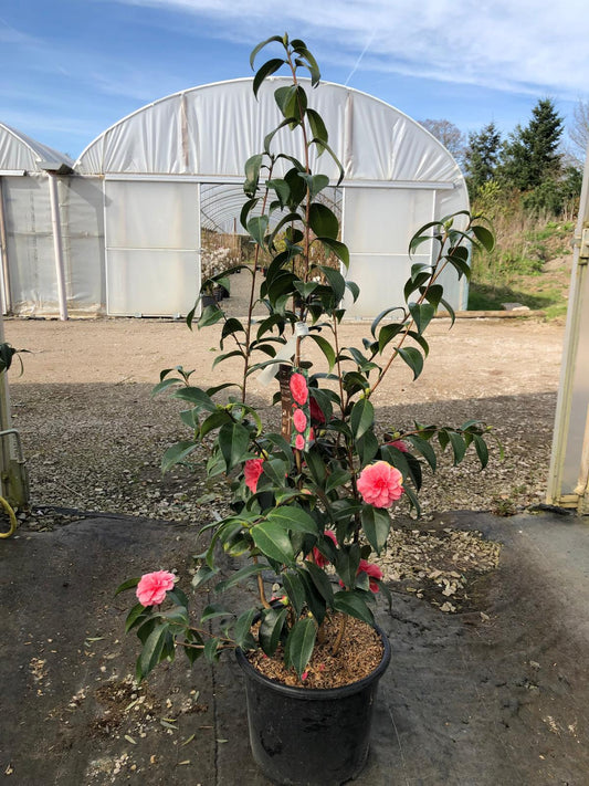 Camellia Japonica Ill Tramonto 18 Litre Pot