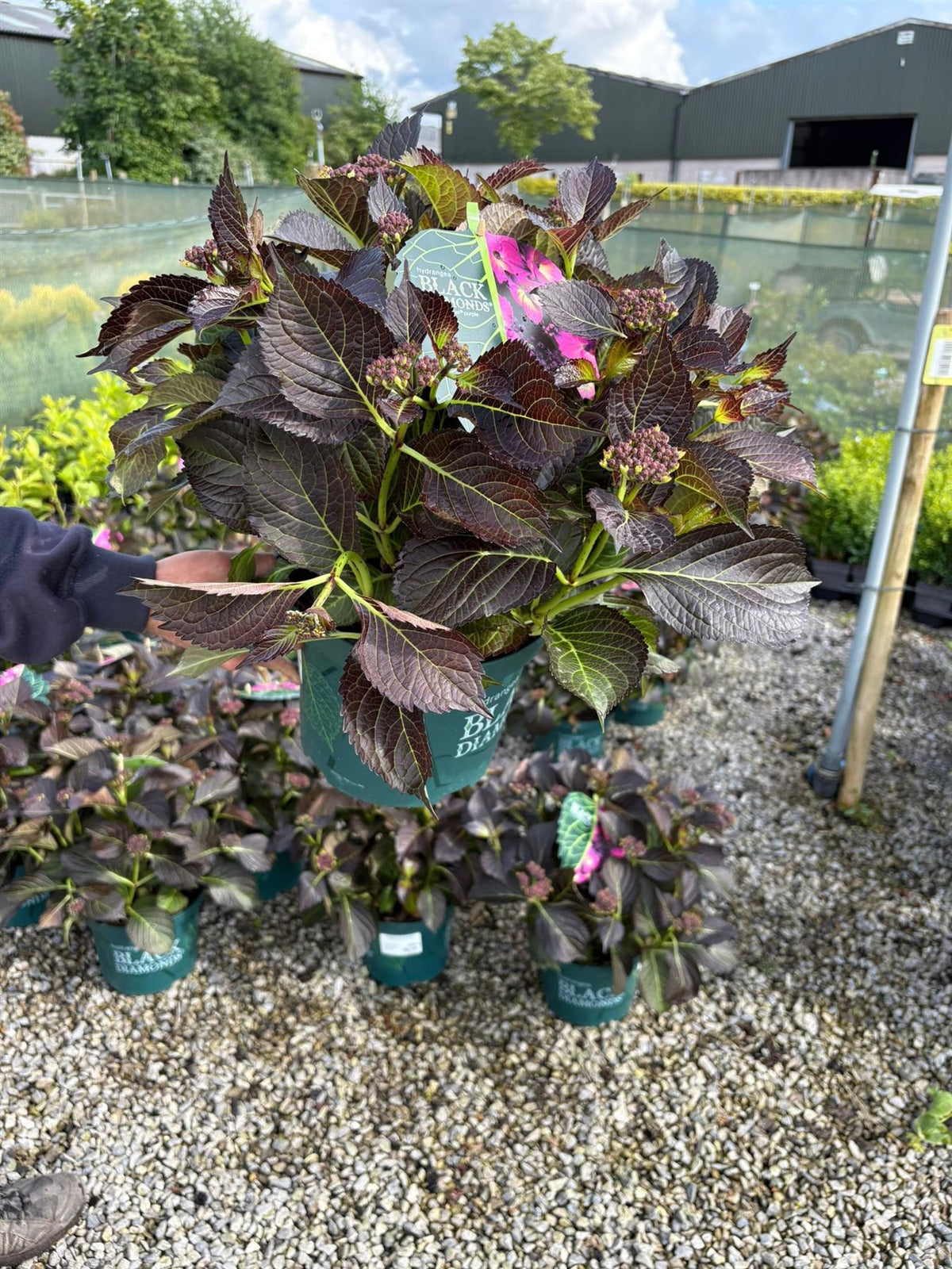 Hydrangea Black Diamonds Angel Purple 5 Litre Pot