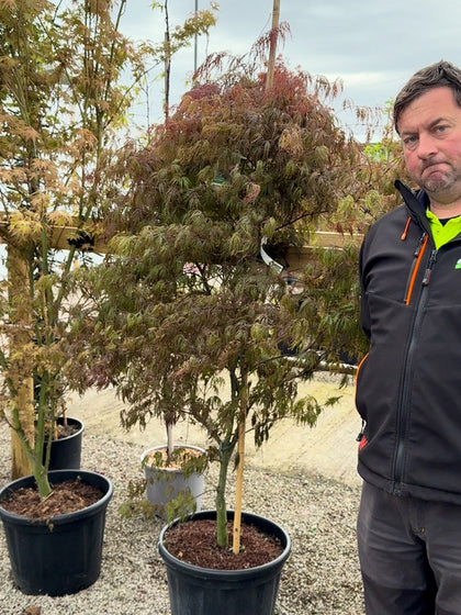 Acer palmatum Garnet 40 Litre Pot Specimen Sized
