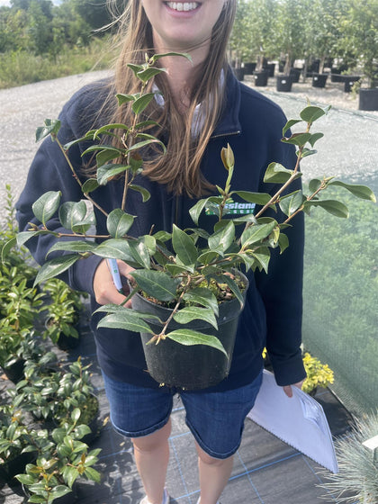 Camellia x williamsii Donation 3 Litre Pot
