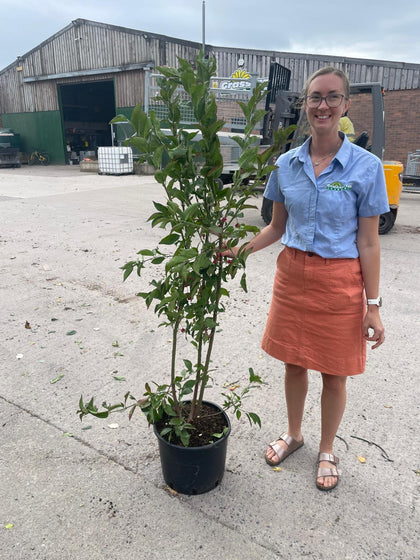 Euonymus Europaeus Red Cascade 20 Litre Pot 125/150cm