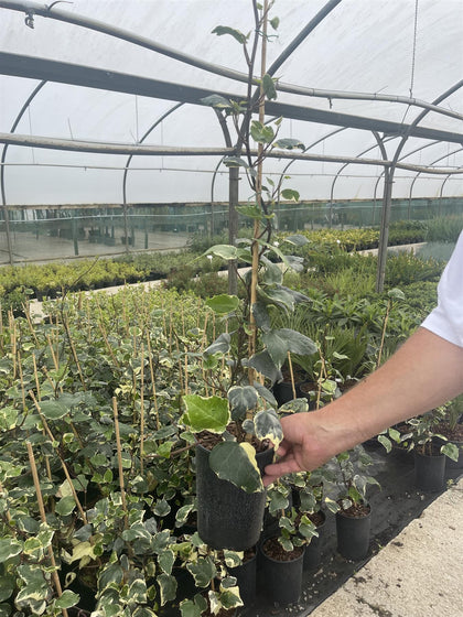 Hedera Glorie de Marengo 3 Litre Pot