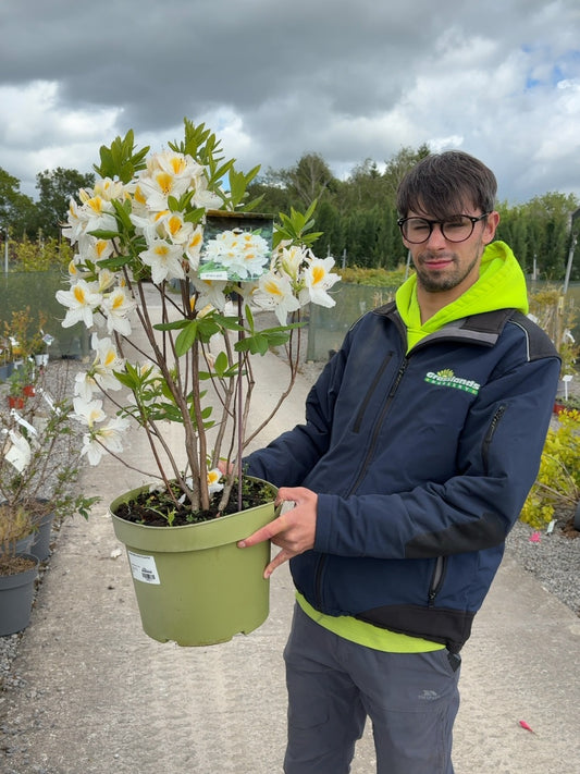 Azalea Mollis Persil 10 Litre Pot