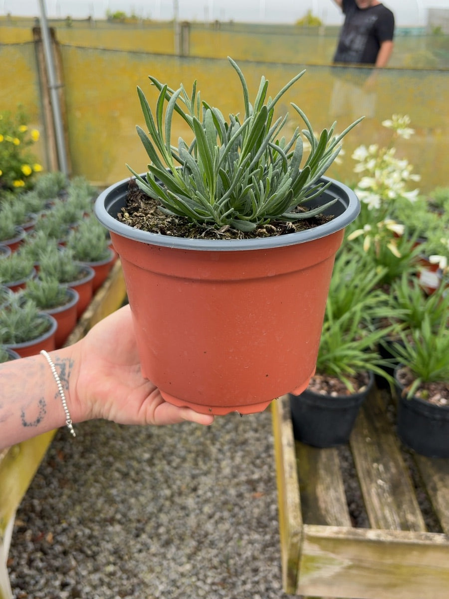 Lavender Angustifolia Alba 2 Litre Pot
