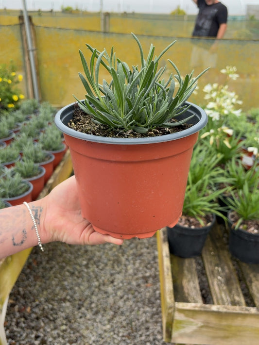 Lavender Angustifolia Alba 2 Litre Pot