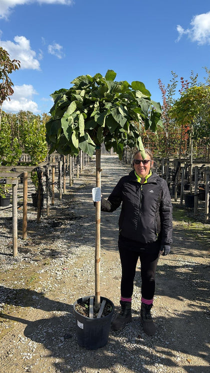 Catalpa Bignionoides Nana 25 Litre Pot 1/2 Standard