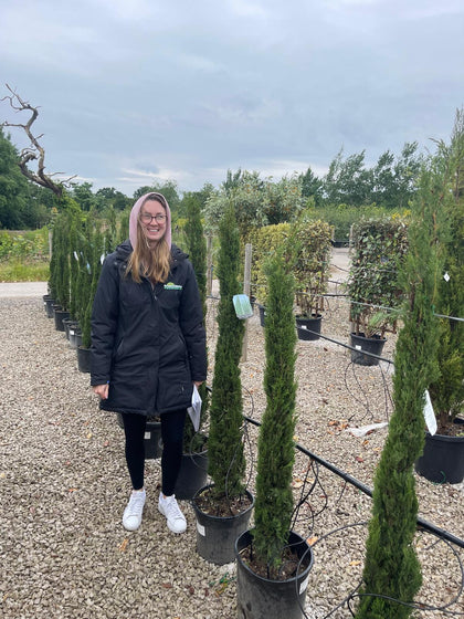 Cupressus sempervirens Pyramidalis 15 litre pot 125/150cm