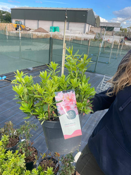 Azalea Mollis Double Parfait 5 Litre Pot
