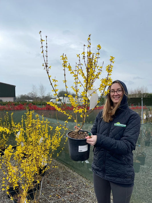 Forsythia intermedia Week End 4.5 Litre Pot