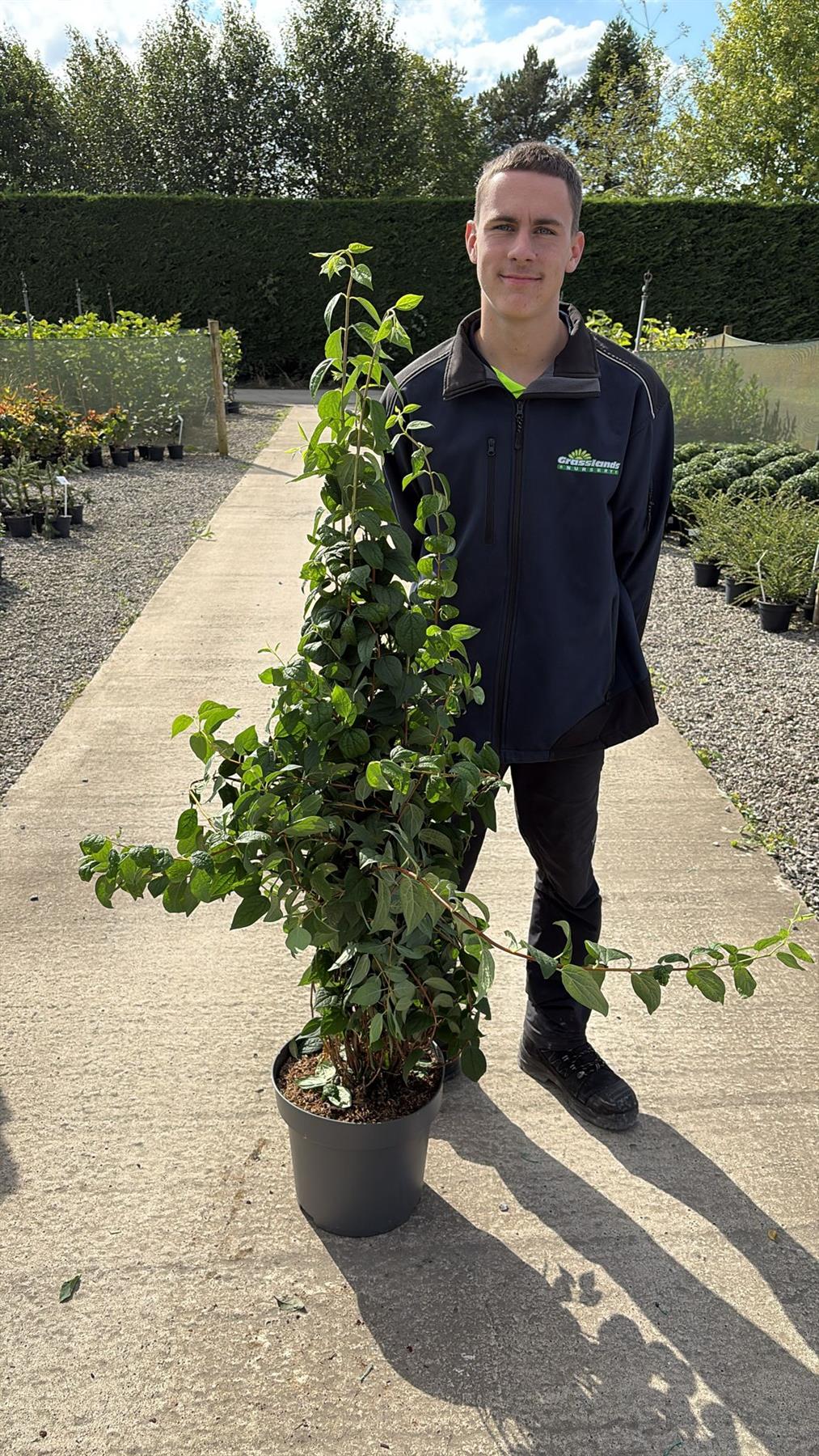 Philadelphus Snowbelle 12 Litre Pot 100/125cm