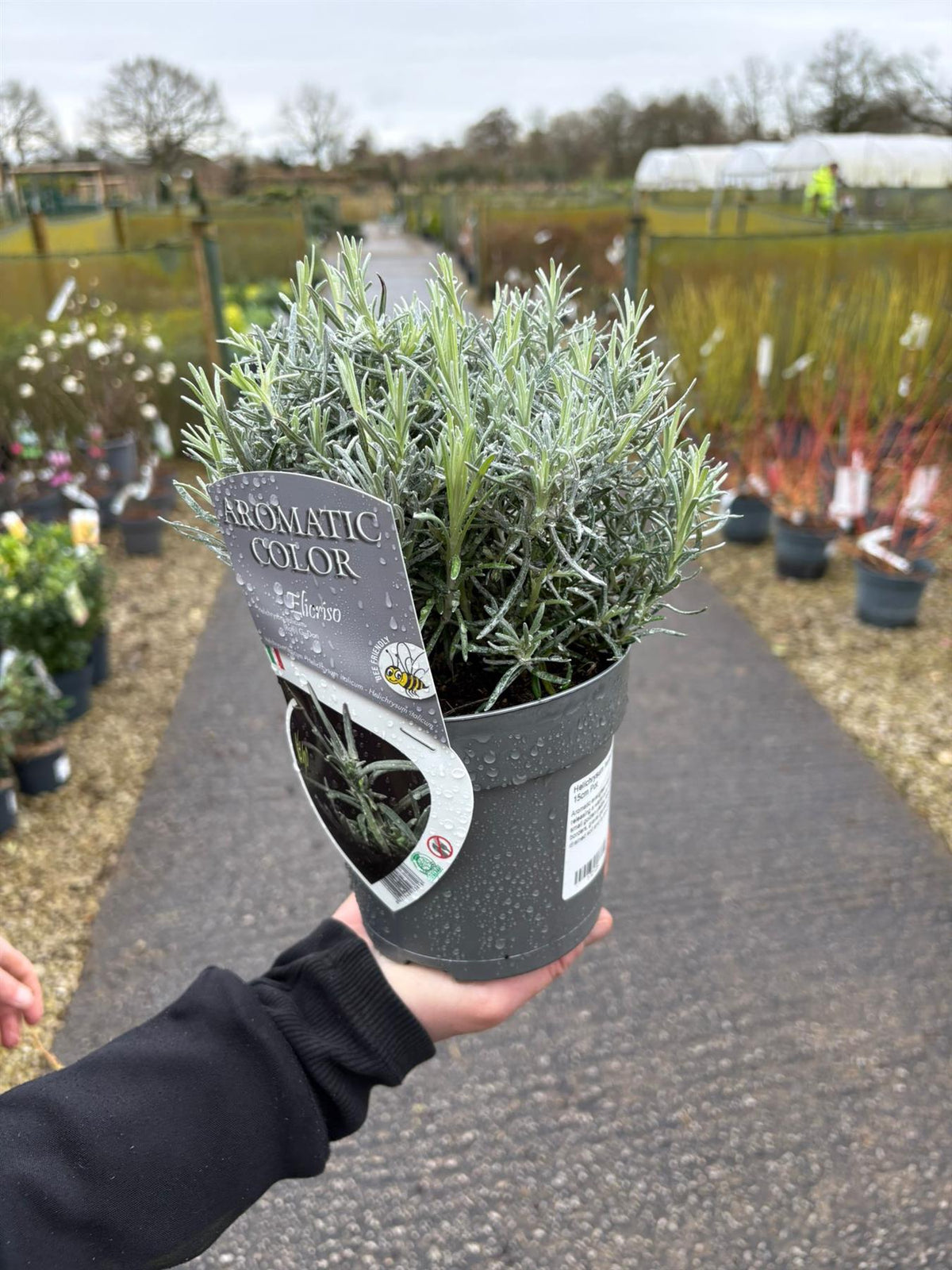 Helichrysum Italicum Aromatic Colour 15cm Pot