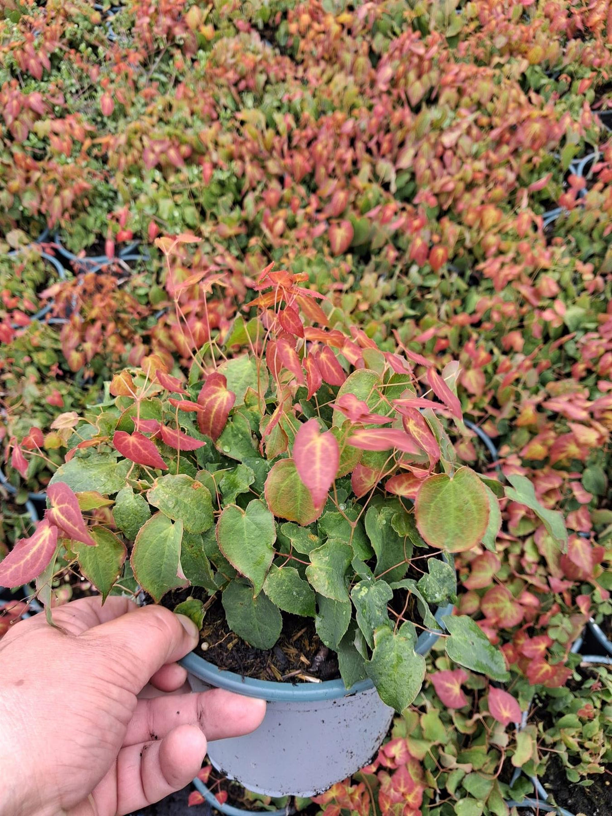 Epimedium Rubrum 2 Litre Pot
