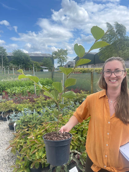 Hamamelis Inter. Ruby Glow 3 Litre Pot