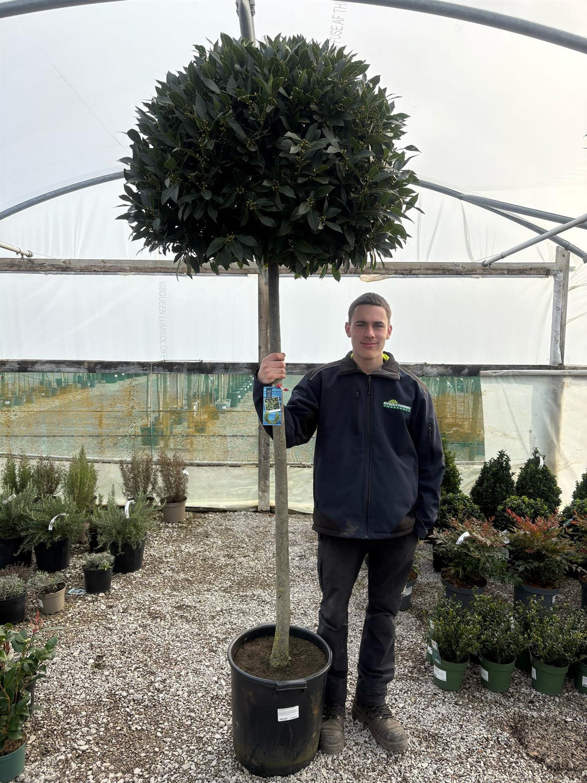 Laurus Nobilis 35 Litre Pot Standard 150cm Stem
