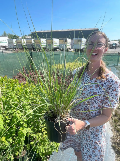 Cortaderia Green Goblin 3 Litre Pot