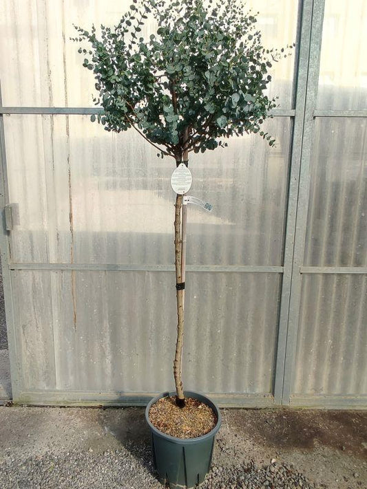 Eucalyptus Azura Half Standard 18 Litre Pot 100-120cm Stem