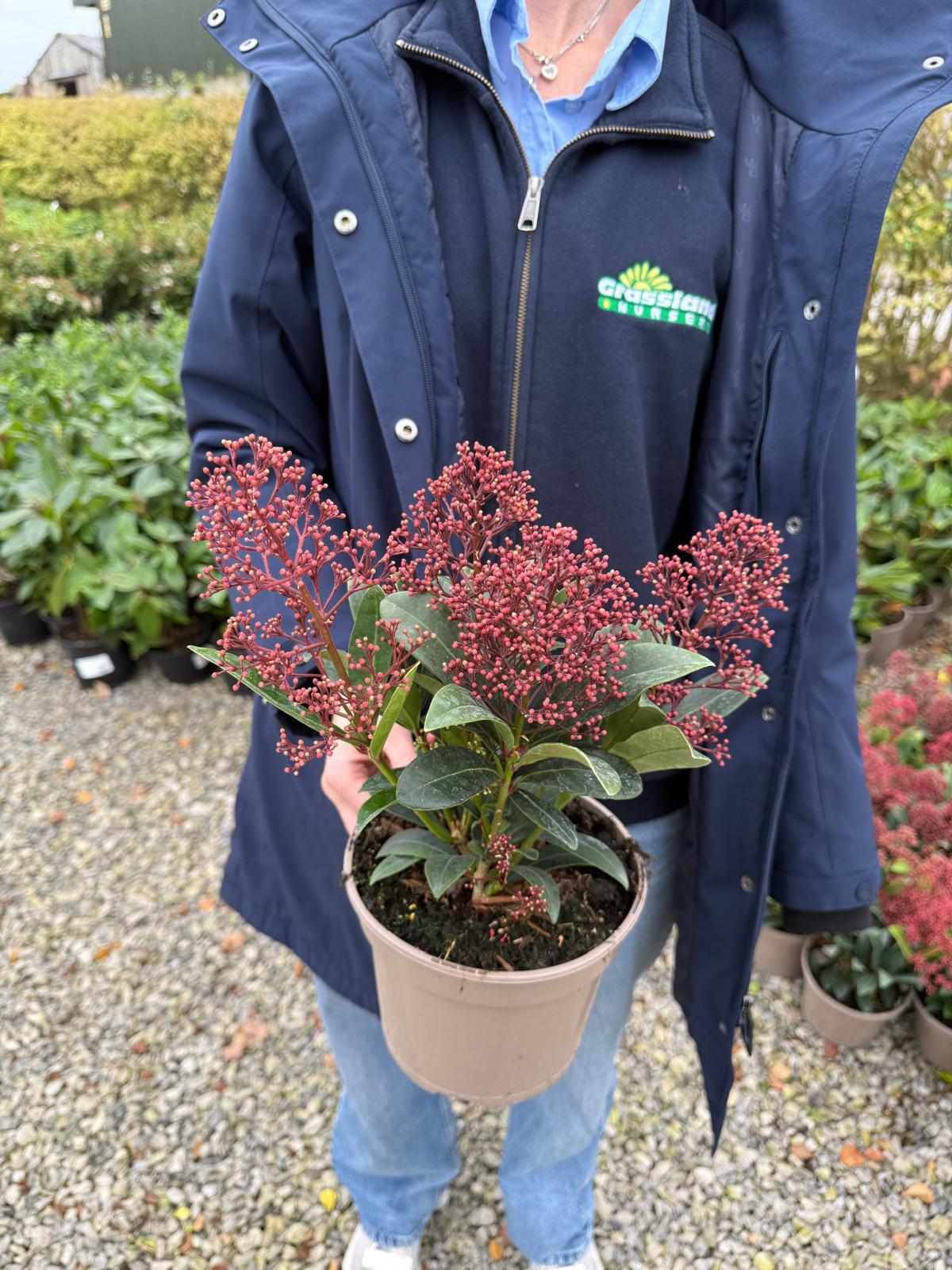 Skimmia Japonica Rubella 2 Litre Pot