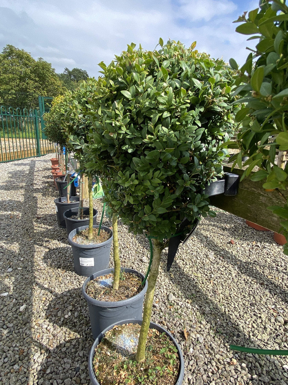 Buxus Or Box 1/4 Standard 40/50cm Stem