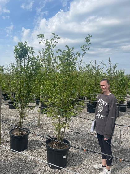 Euonymus Europaeus Multi Stem 150/175cm Rootballed