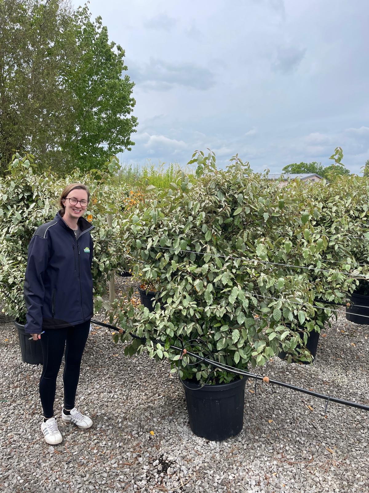 Elaeagnus Ebb. Compacta 45 Litre Pot 140/150cm High Over 100cm Wide