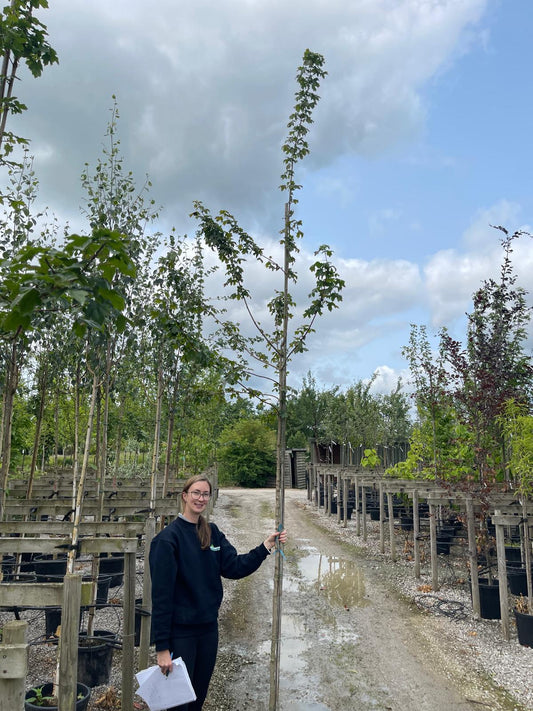 Acer Campestre Std 6/8cm Girth
