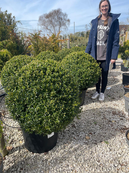 Buxus Ball 25 Litre Pot 60/65cm Diameter
