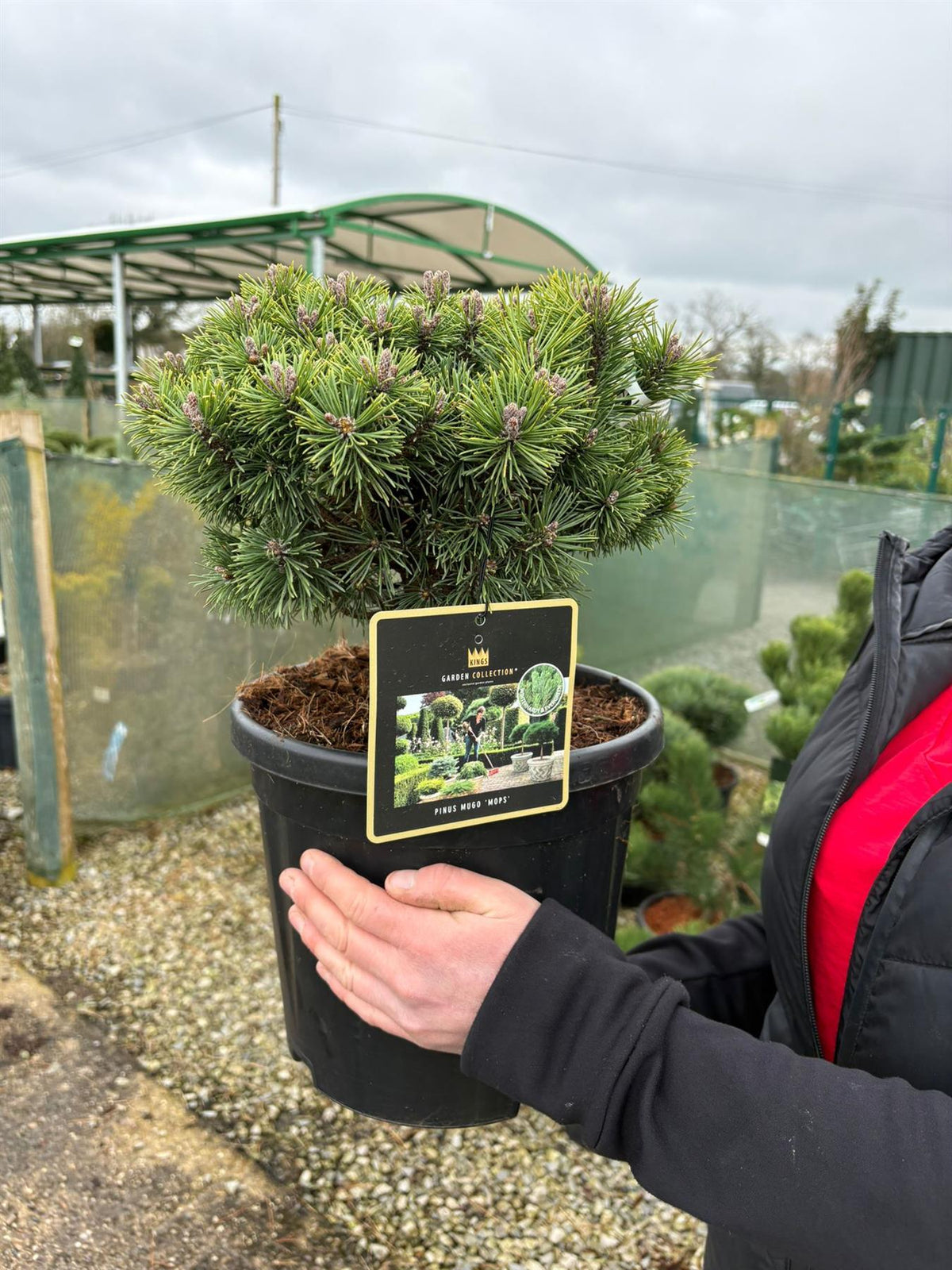 Pinus Mugo Mops 8 Litre Pot