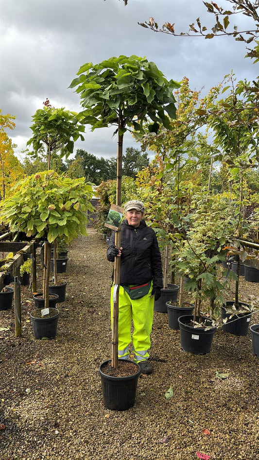 Catalpa Bignionoides Nana 20 Litre 180cm Stem