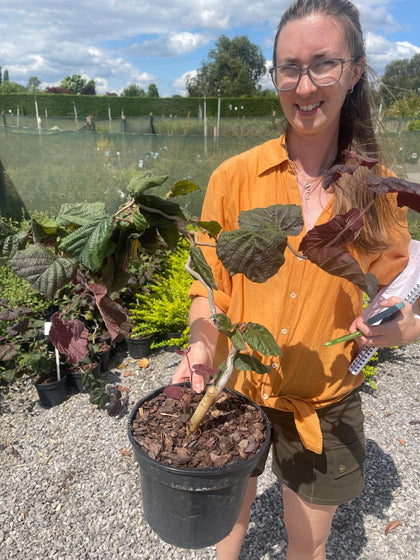 Corylus Avell. Red Majestic 3 Litre Pot