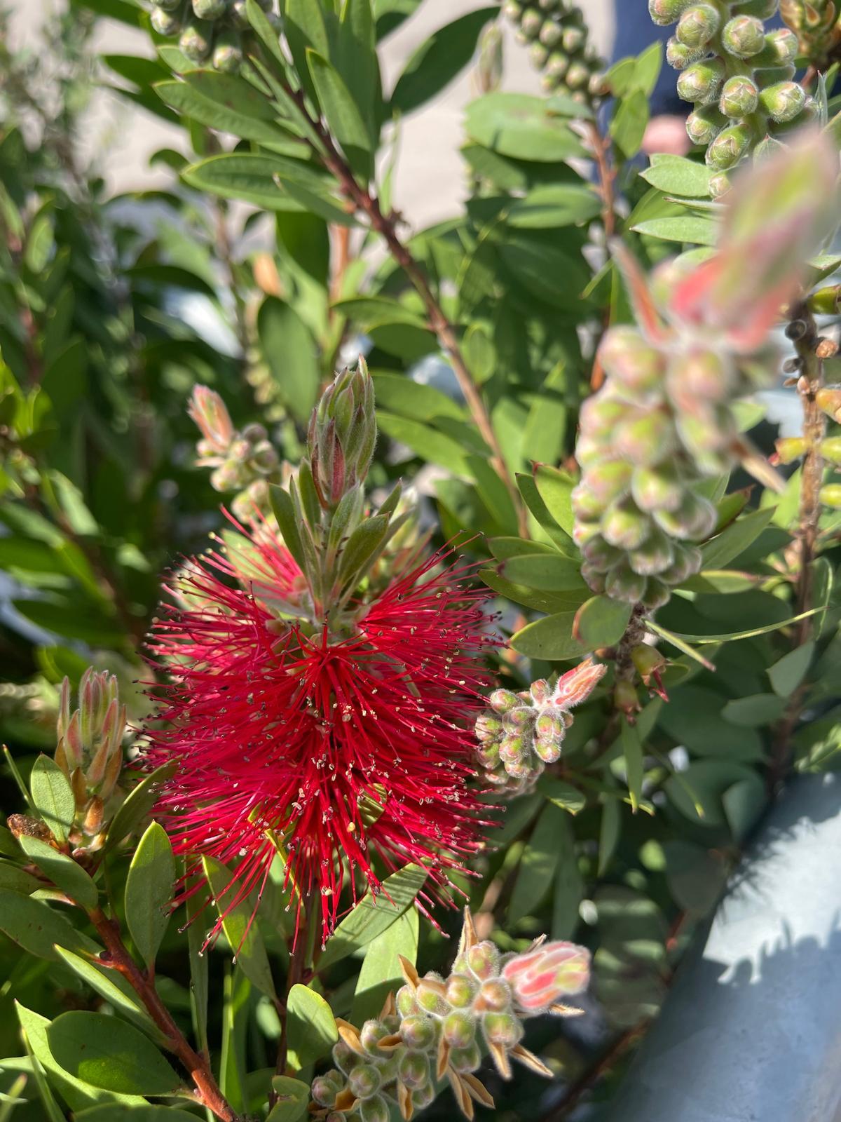 Callistemon viminalis Hot Pink 15 Litre Pot