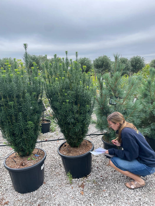 Cephalotaxus Harringtonia Fastigiata 65 Litre Pot