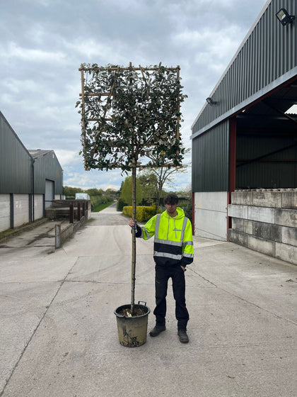 Elaeagnus Ebb. Compacta Pleached 8/10cm G. 180cm Stem 120x120cm Frame