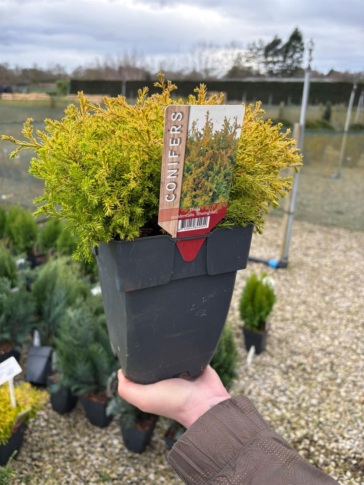 Thuja Rheingold 2 Litre Pot