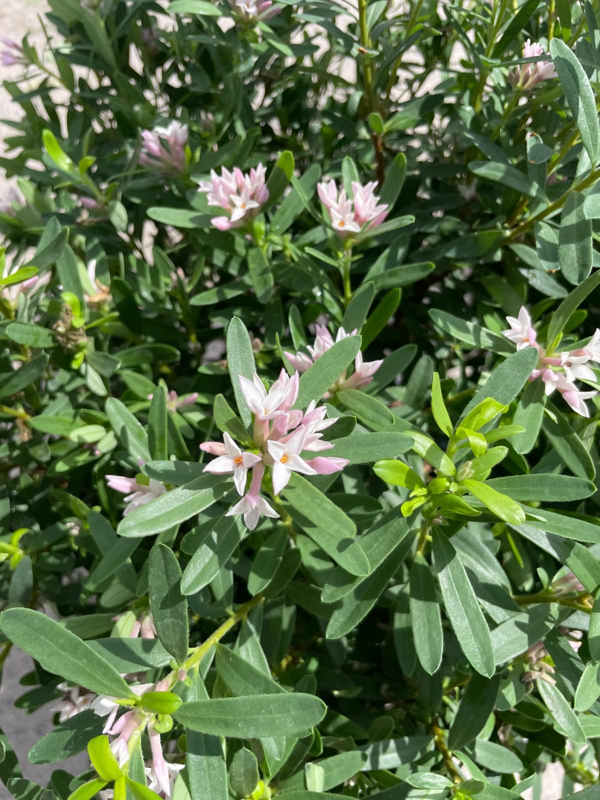 Daphne Transatlantica Pink Fragrance 20 Litre Pot 50-60cm