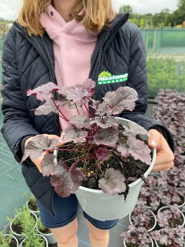 Heuchera Plum Pudding 2 Litre Pot
