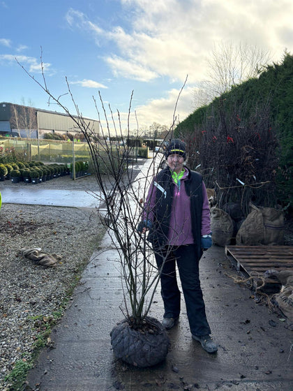 Amelanchier Lamarckii Multi Stem 175/200cm Rootballed