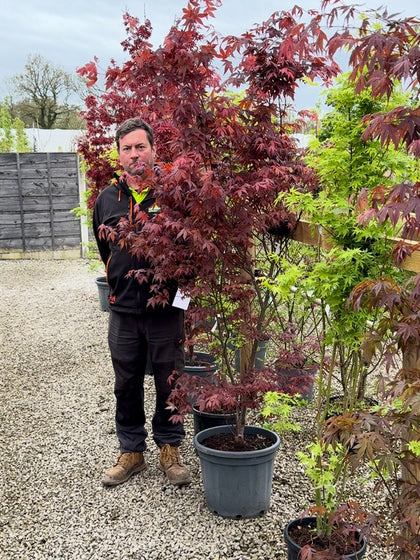 Acer Palmatum Attropurpurea 30 Litre Pot