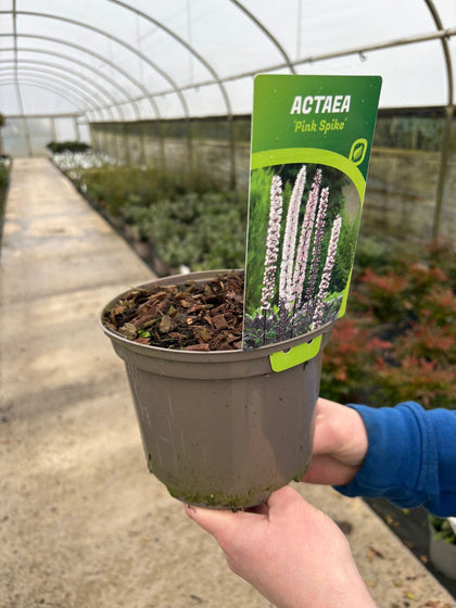 Cimicifuga (Actea) ramosa Pink Spike 3 Litre Pot