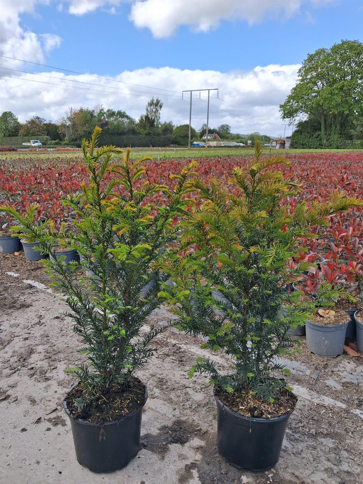 Yew Hedging 2 Litre Pot 30-35 cm