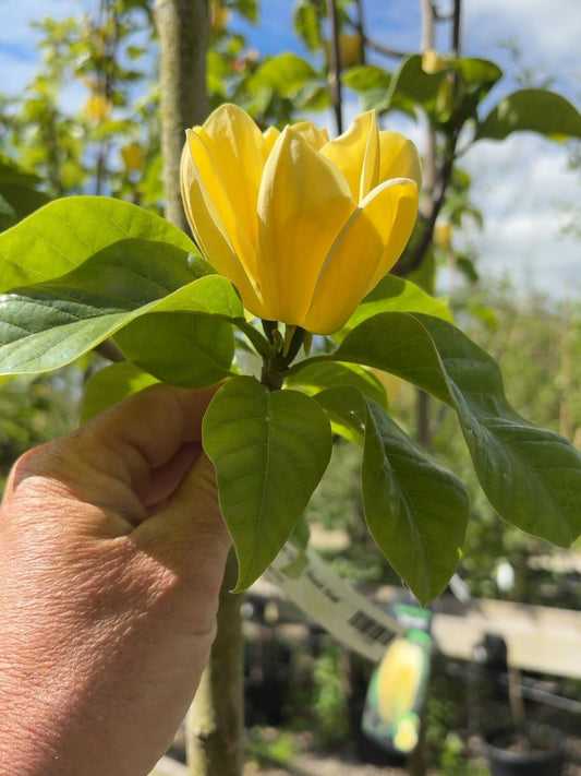 Magnolia Yellow Bird Tree 8/10cm Girth