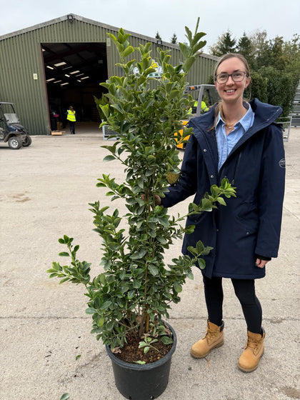 Euonymus japonicus Aureomarginata 25 Litre Pot