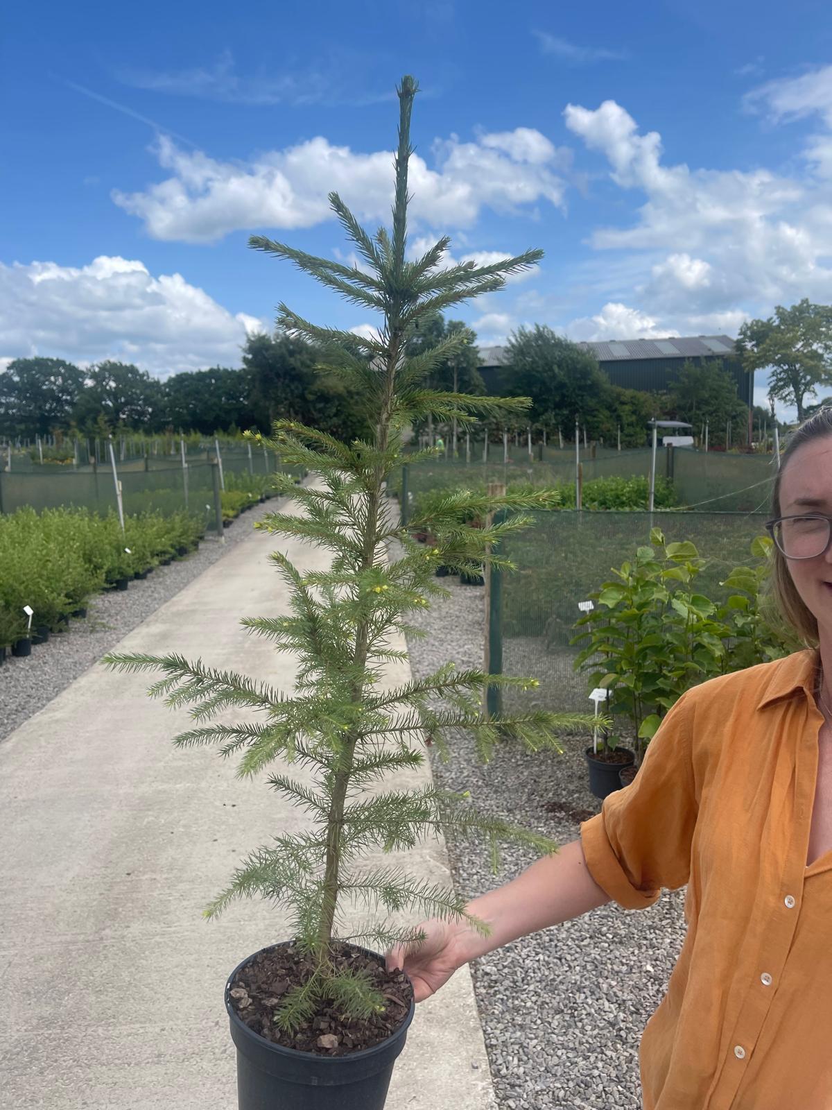 Picea Abies 3 Litre Pot