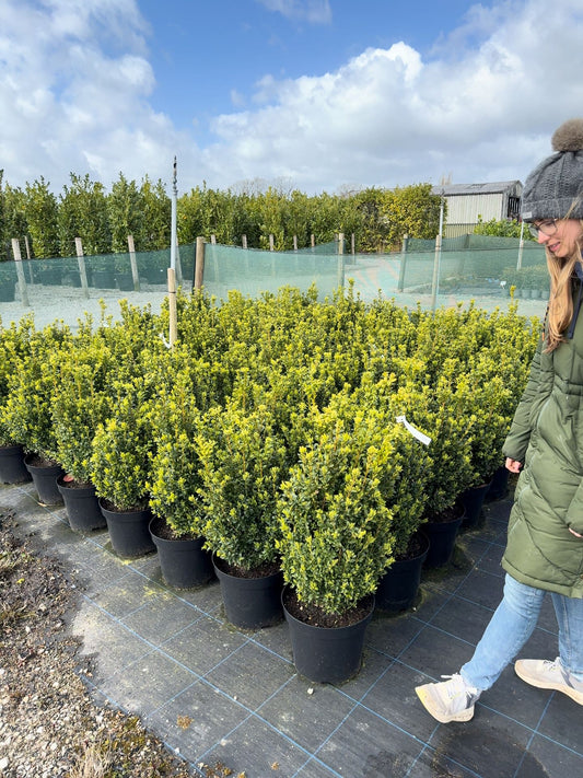 Box hedging 50-60cm Root Ball Delivery from October
