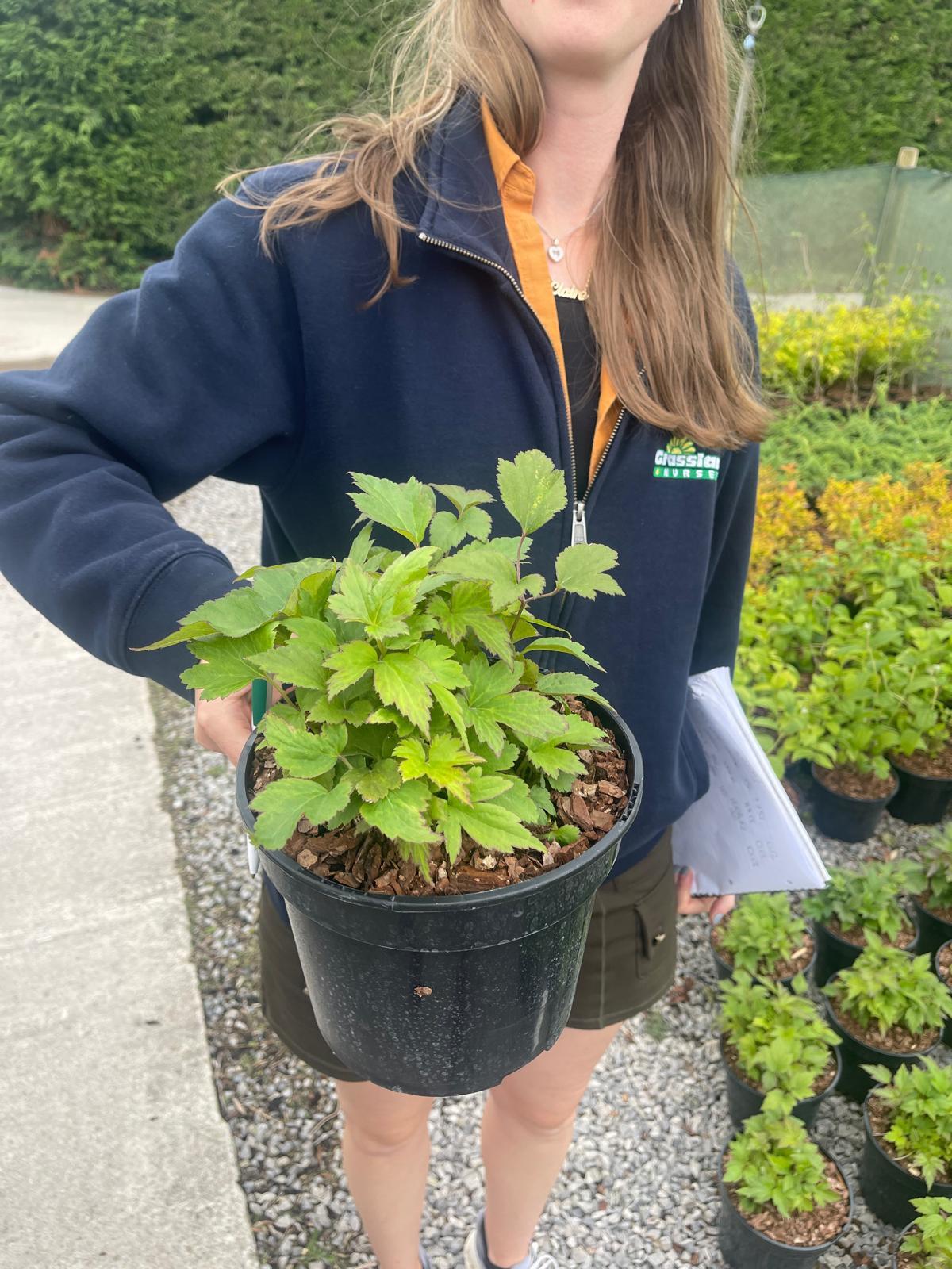 Anemone Fantasy Ariel 3 Litre Pot
