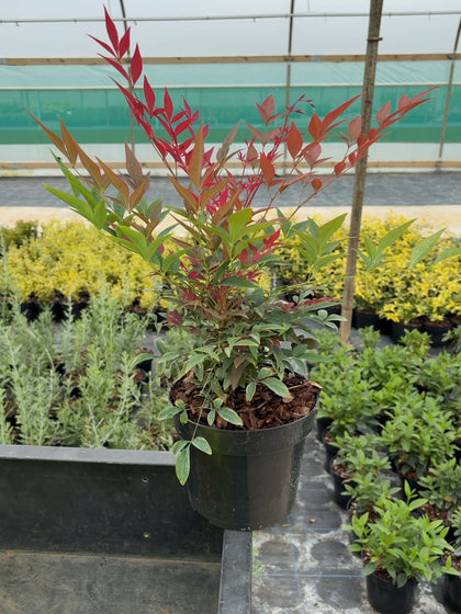Nandina domestica Obsessed Seika® - Sacred Bamboo 3 Litre Pot