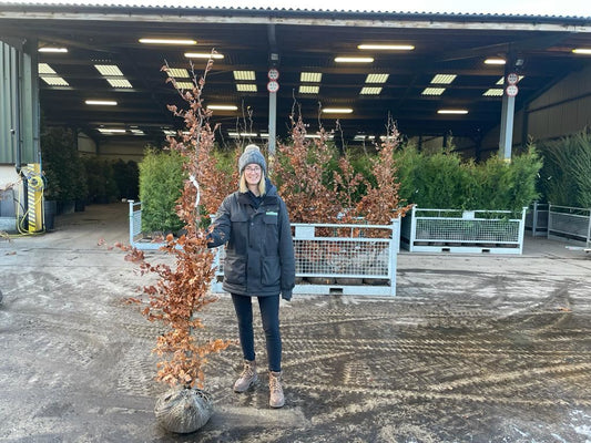 Green Beech Root Ball 180/200cm Delivery from October