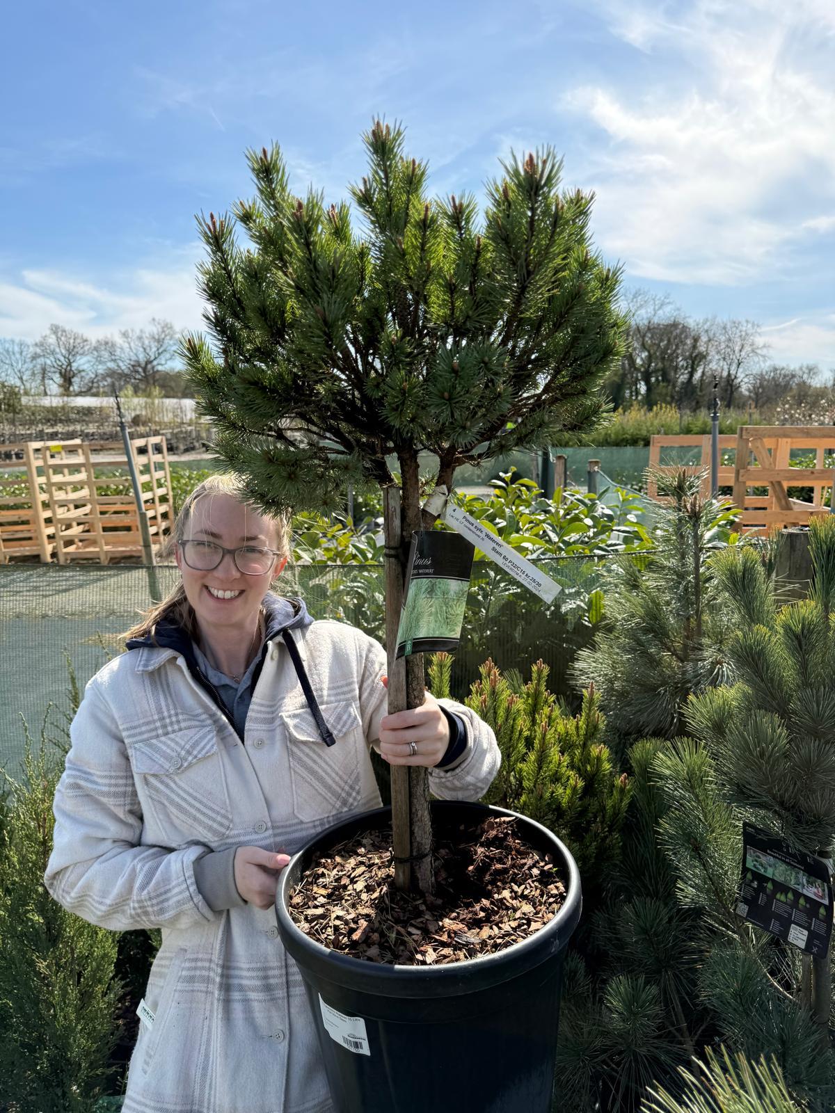 Pinus Sylvestris Watereri 25 Litre Pot 50cm Stem